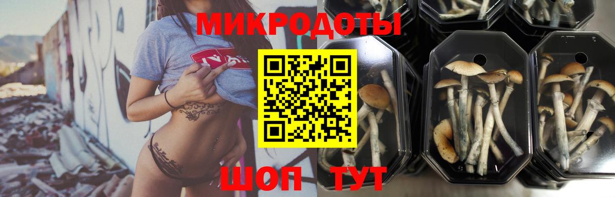 Галлюциногенные грибы Psilocybine cubensis Фролово